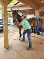 Mane to Tail Equine Sports Massage, LLC