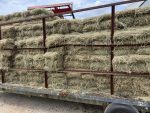 Horse Quality Bermuda Square bales