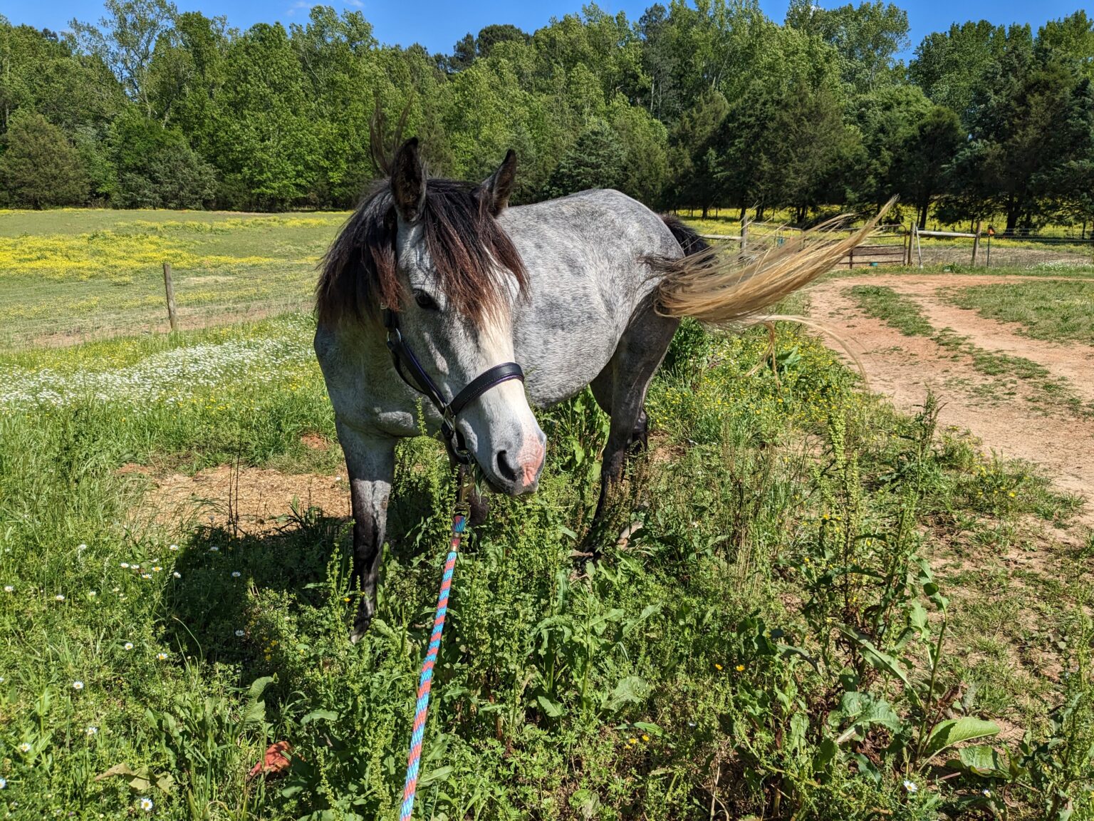 Athens Area Horse Community to your NEIGHborhood.