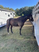 Carrie Dover Farrier